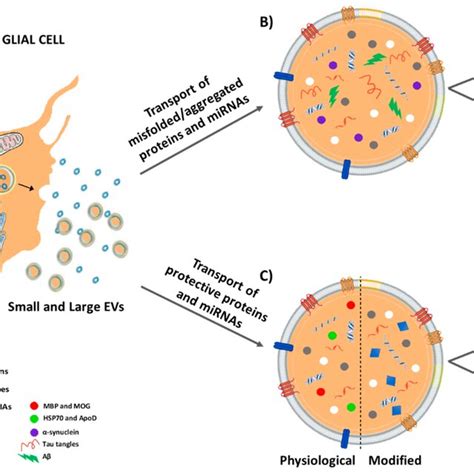 prada 2018 extracellular vesicles|Glia.